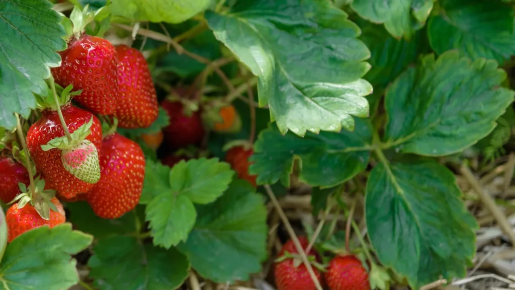 Strawberry
