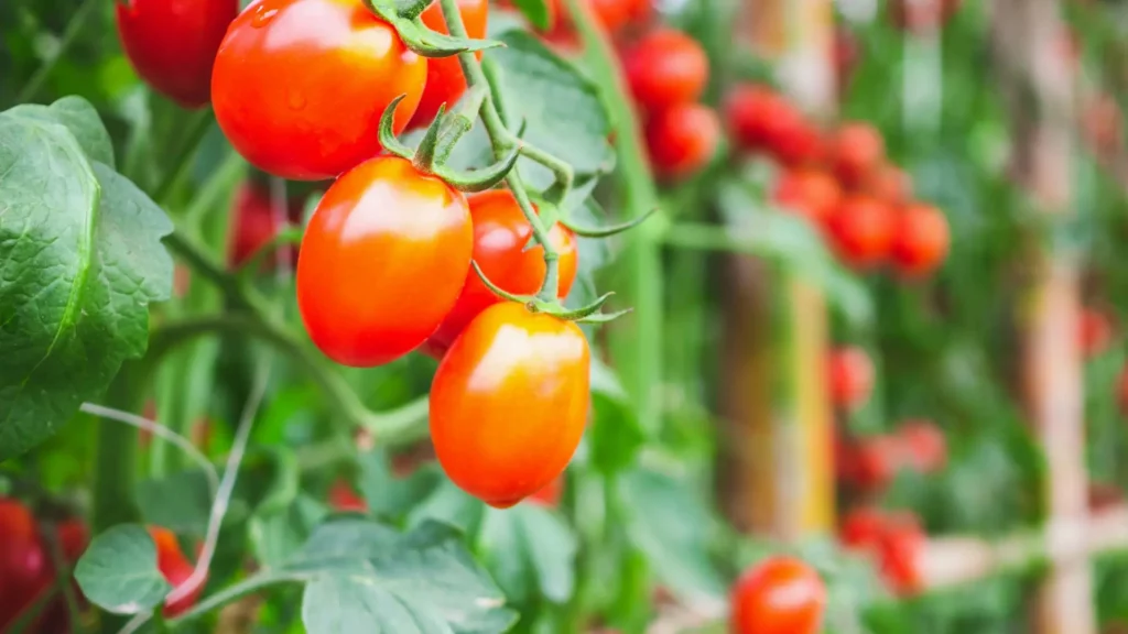 Pink Thai Egg Tomatoes