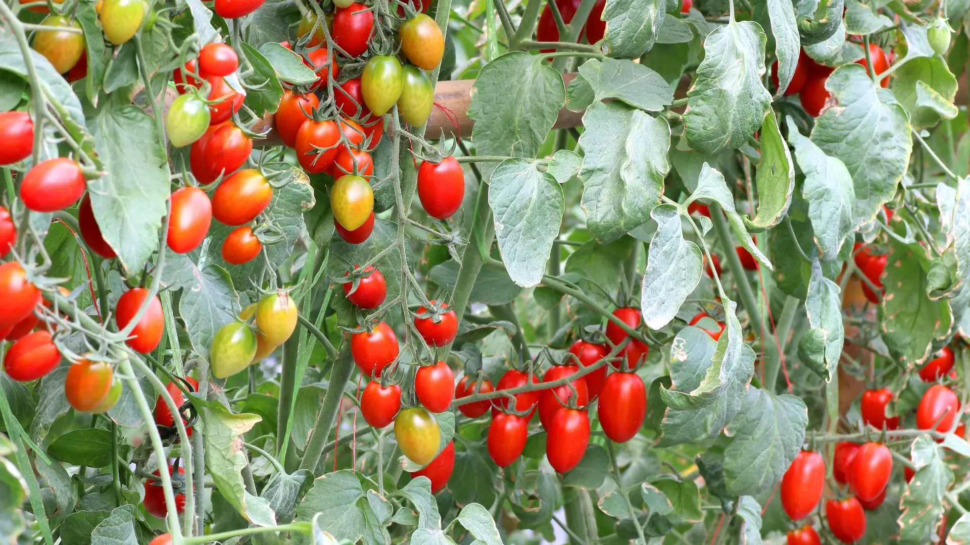 Pink Thai Egg Tomatoes 2